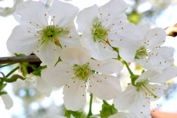 保險(xiǎn)重疾險(xiǎn)消費(fèi)型值得買嗎？重疾險(xiǎn)消費(fèi)型一年多少錢合適？  