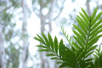 大麥甜蜜家2020健康告知有什么？購(gòu)買(mǎi)需要注意些什么？