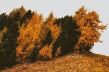 太平洋分紅保險退保能退多少