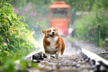 信泰超級(jí)瑪麗3號(hào)重疾優(yōu)缺點(diǎn)有哪些？保費(fèi)是多少？