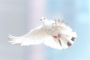 超級瑪麗3號在哪里買？是哪家公司的？