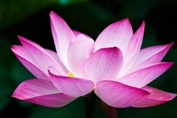 信泰如意尊3.0版終身壽險10年的缺點有哪些？投保規(guī)則是什么？