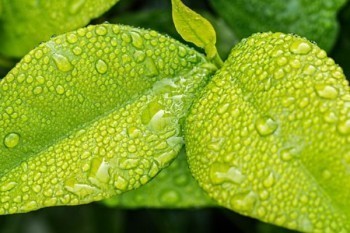 擎天柱6號核保寬松嗎？和華貴大麥2021選哪款？