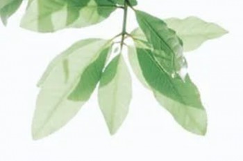 達(dá)爾文5號煥新版價格一年多少錢？保障內(nèi)容有哪些？