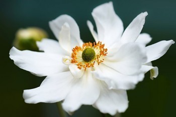 平安保險(xiǎn)全額退款是真的嗎