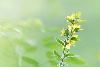 達(dá)爾文5號(hào)榮耀版如何購(gòu)買？值得買嗎？