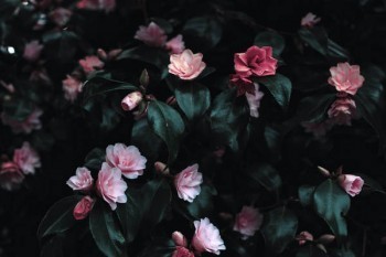 怎么辦理全額退保？全額退保對(duì)業(yè)務(wù)員有什么損失？