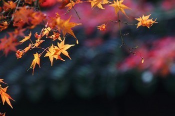 太平洋重大疾病保險(xiǎn)價(jià)格表網(wǎng)上能查嗎？適合哪些人買？
