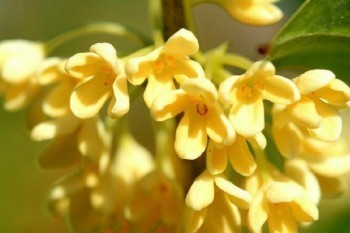 平安保險猶豫期退?？梢匀~返還嗎？過了猶豫期還可以全額退嗎？