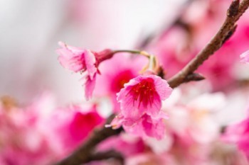 個人養(yǎng)老保險?可以補交嗎
