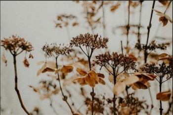 平安鑫利保險(xiǎn)退保怎么算？什么時(shí)候退保合適？