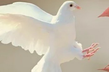 交了四年的重疾保險能退多少錢？多久能到賬？