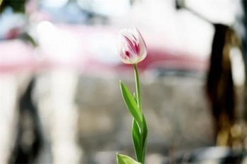 旅游保險(xiǎn)旅游意外險(xiǎn)多少錢？有必要買嗎？