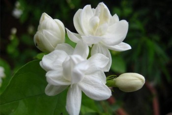 保險合同終止還能退保嗎