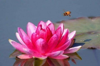 百萬醫(yī)療和惠民保能同時買嘛？區(qū)別是什么？