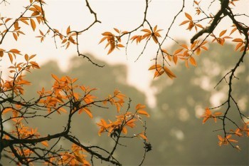 太平洋樂享百萬(wàn)保費(fèi)表！都保哪些？