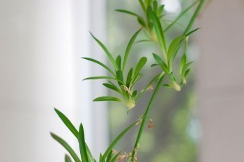 平安重疾險(xiǎn)可以退保嗎？退保要注意什么？?