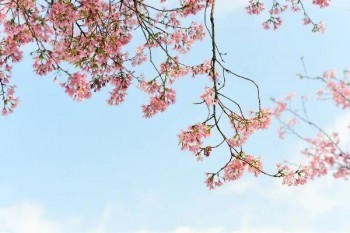 防癌險(xiǎn)退保能退多少？要不要退？?
