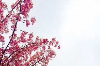 百萬醫(yī)療和醫(yī)療保險有區(qū)別嗎？哪個好？