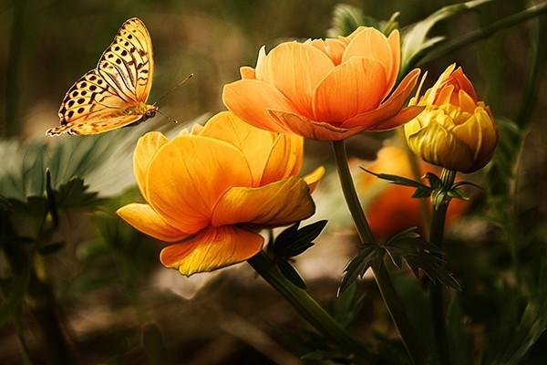 平安保險(xiǎn)重新辦理退保怎么退？能退回多少錢？