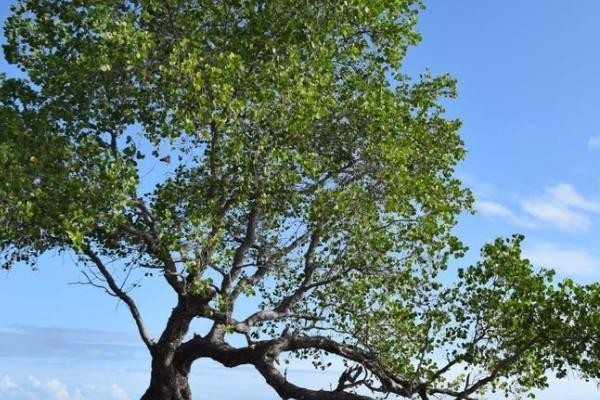 重疾險和意外險有必要買嗎？區(qū)別是什么？