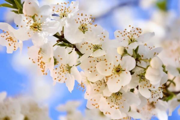 平安保險智悅?cè)松油吮?？能退多少錢？