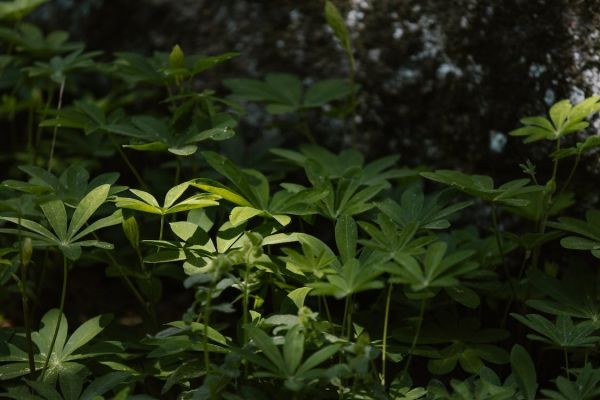 兒童保險(xiǎn)哪種最好