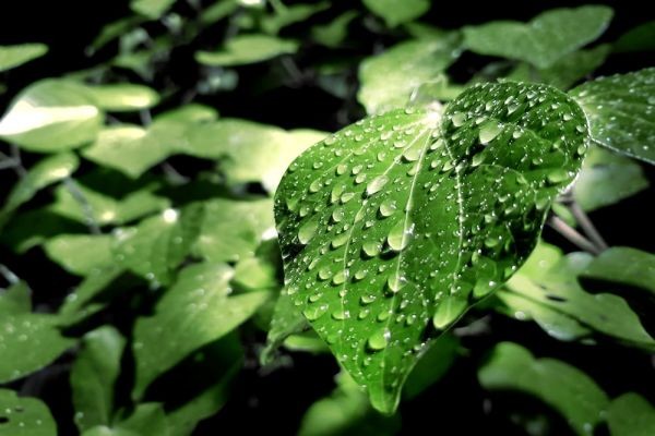 補(bǔ)繳社保情況說(shuō)明
