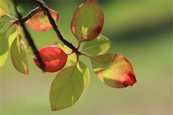 保險(xiǎn)代償可以退保嗎？退保的猶豫期是多久？