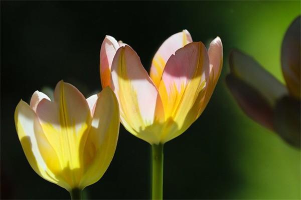 保險(xiǎn)退保是按現(xiàn)金價(jià)值退嗎？退保遲遲不到賬該怎么辦？