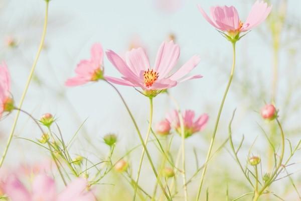 保險(xiǎn)提前退保手續(xù)計(jì)算方法是什么？手續(xù)費(fèi)是多少？