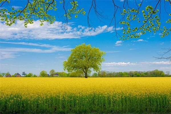 國壽鑫福贏家年金保險10年能退嗎