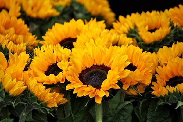 平安鑫盛12交滿20年能退多少錢？退保有哪些方法？