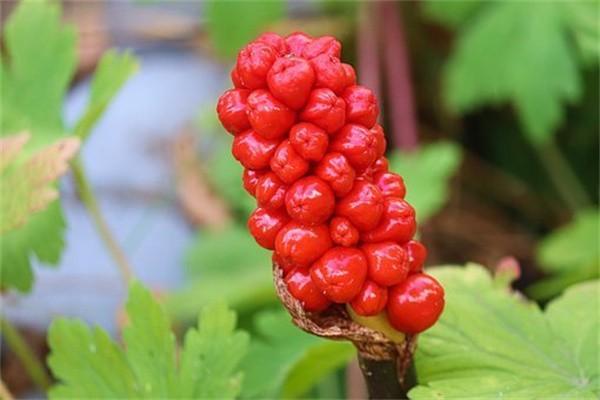 平安保險(xiǎn)不交了能退多少錢？全額退保有什么條件？