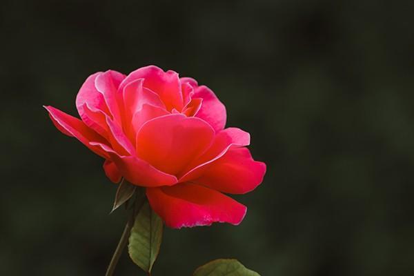 保險(xiǎn)公司一直拖著不理賠怎么辦