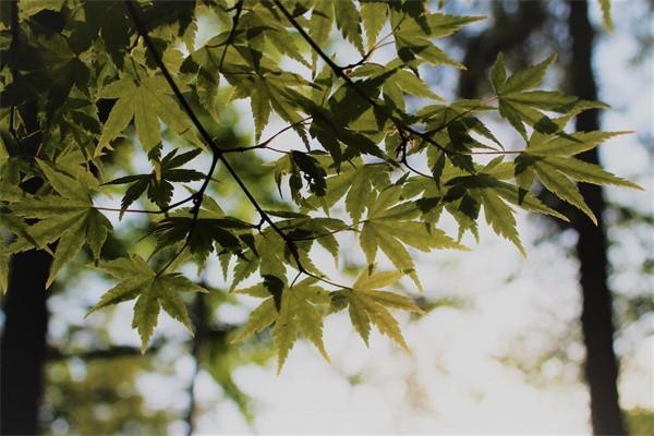 少兒重疾險(xiǎn)有沒(méi)有必要買？買定期還是買終身？
