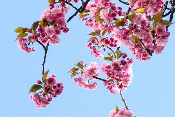兒童醫(yī)保卡怎么繳費(fèi)？要交多少費(fèi)用？