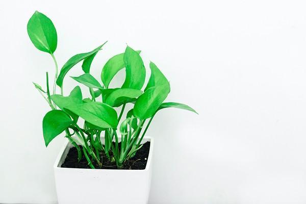 居民養(yǎng)老保險(xiǎn)和職工養(yǎng)老保險(xiǎn)區(qū)別大嗎？能同時(shí)參保嗎？