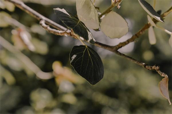 養(yǎng)老保險(xiǎn)的計(jì)算方式怎么計(jì)算？能取出來(lái)嗎？
