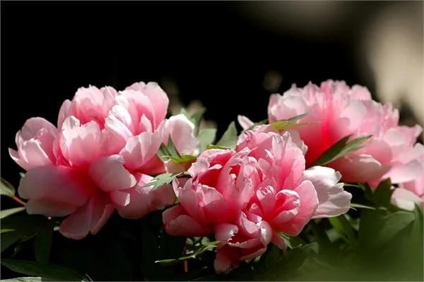 養(yǎng)老年金險(xiǎn)哪個(gè)好？購(gòu)買(mǎi)時(shí)要注意什么？