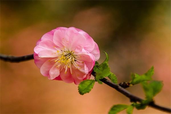 如何查詢養(yǎng)老保險(xiǎn)交了幾年？辦理養(yǎng)老保險(xiǎn)需要什么材料？