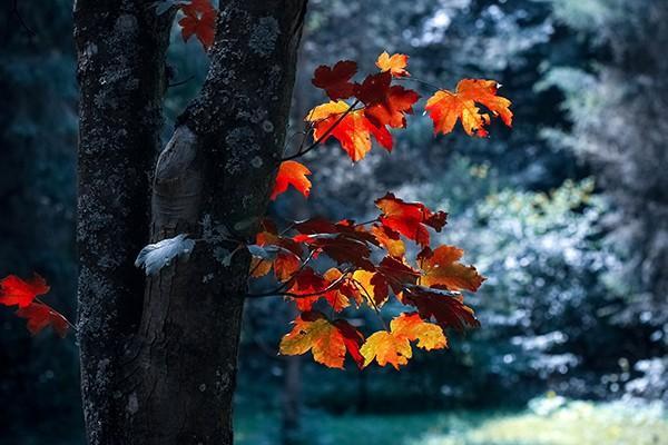 養(yǎng)老保險一個月交1000退休拿多少？幾歲退休可以拿？