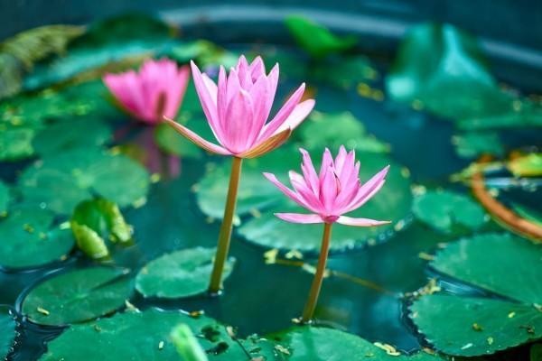 給員工買保險(xiǎn)多少錢一個月？給員工買保險(xiǎn)有哪些？