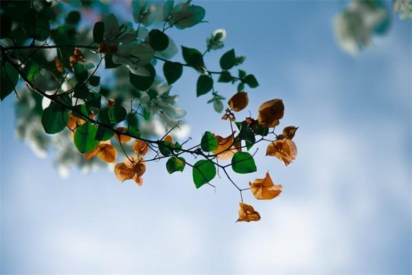 企業(yè)職工基本養(yǎng)老保險(xiǎn)和靈活就業(yè)養(yǎng)老保險(xiǎn)一樣嗎？年限可累積嗎？