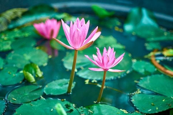 新華保險(xiǎn)分紅型靠譜嗎？多久能取出來(lái)？
