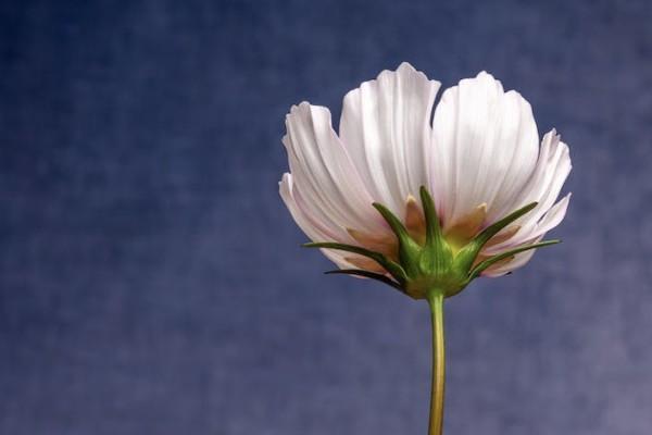 年金險(xiǎn)的優(yōu)點(diǎn)和缺點(diǎn)是什么？適合哪些人購(gòu)買？