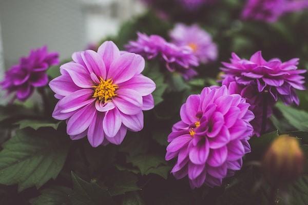 分紅保險到期了可以拿回本金嗎？分紅型保險值得買嗎？