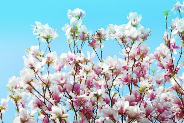 華夏保險的年金險值得買嗎？購買時要注意什么？
