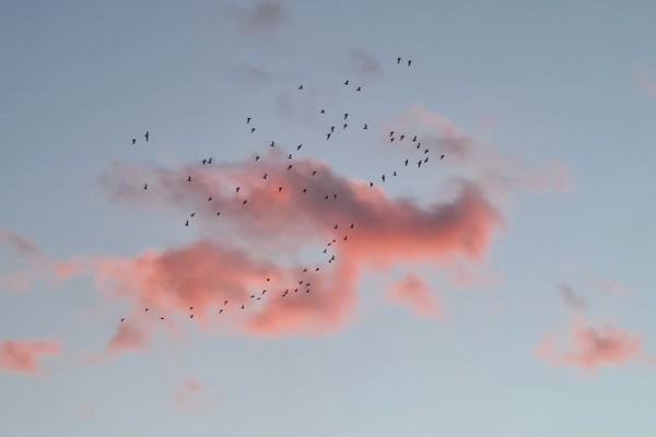 建信人壽分紅險可靠嗎？怎么購買？
