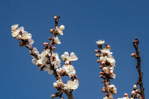 平安保險公司的e生保怎么樣？投保條件有哪些？